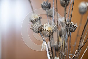 Dried thistles plant in a vase used as an interior decoration of a home with a nice painting in the background.