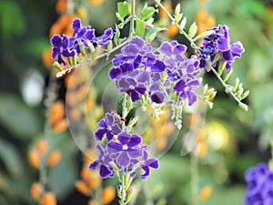 Beautiful bouquet of Duranta erecta or Sky flower, Golden dew drop, Pigeon berry, Purple flower blooming in the garden