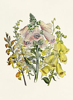 Beautiful bouquet of yellow flowers. Digitalis photo