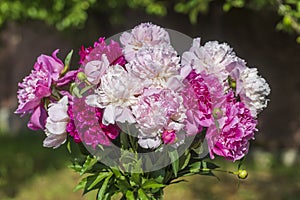 Beautiful bouquet of flowers with red, pink and white peony in garden