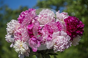 Beautiful bouquet of flowers with red, pink and white peony in garden