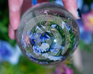 Beautiful bouquet of flowers in purple, pink and blue through a glass crystal ball giving a mystic snow globe effect