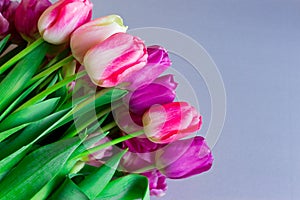 Beautiful bouquet of fresh colorful pink purple tulips flowers on grey neutral background with copyspace