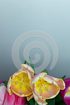 Beautiful bouquet of fresh colorful pink purple yellow tulips flowers on grey neutral background with copyspace