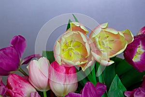 Beautiful bouquet of fresh colorful pink purple yellow tulips flowers on grey neutral background with copyspace