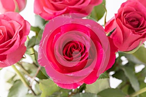 Beautiful bouquet of gorgeous pink red rose flowers closeup on white background.
