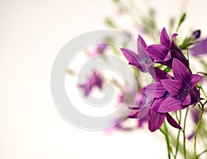 A beautiful bouquet of guests of purple flower-bells.