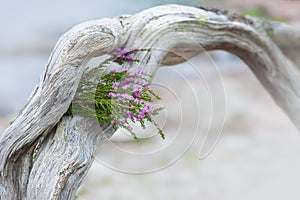 Beautiful bouquet of heather flowers on the weathered dry tree trunk