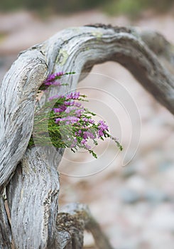Beautiful bouquet of heather flowers on the weathered dry tree trunk