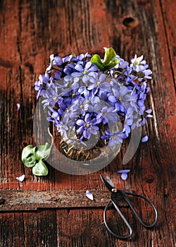 Beautiful bouquet of hepatica purple flowers with a small glass vase and old scissors on rustic wooden background.