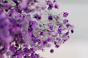 Beautiful bouquet of lilac flowers. Dried flowers. Lavender or verbena