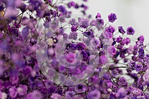 Beautiful bouquet of lilac flowers. Dried flowers. Lavender or verbena