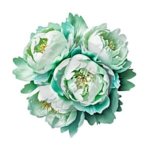 beautiful bouquet of lush fresh delicate mint-colored peonies, isolated, spring gift element, women\'s day gift