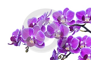 Beautiful bouquet of magenta orchid flowers. Bunch of luxury tropical purple orchids - phalaenopsis - isolated on white background
