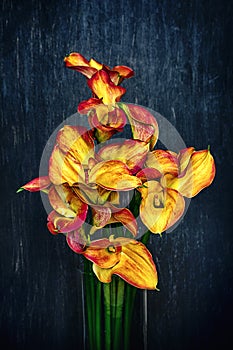 Beautiful bouquet of orange callas flowers