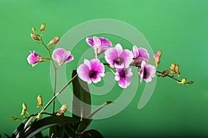 Beautiful bouquet Orchid on green background.