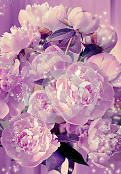 Beautiful bouquet of peonies close-up