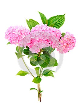 A beautiful bouquet of pink hydrangea