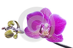 Beautiful bouquet of pink orchid flowers. Bunch of luxury tropical magenta orchids - phalaenopsis - isolated on white background.
