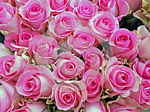 Beautiful bouquet of pink roses