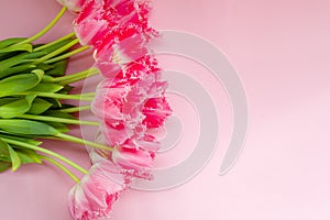 Beautiful bouquet of pink tulips flowers on pink background. Card for Mothers day, 8 March, Happy Easter