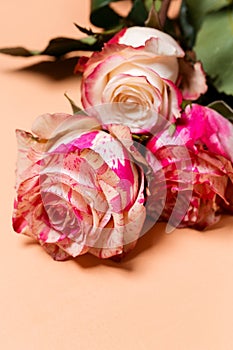 Beautiful bouquet of pink and white rose flowers close-up on beige pastel background