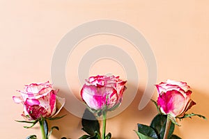 Beautiful bouquet of pink and white rose flowers close-up on beige pastel background