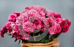 A beautiful bouquet of purple chrysanthemums on a gray background. Selective focus. The flowers are in a vase