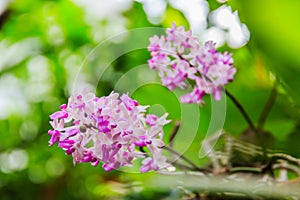 Beautiful bouquet of purple orchids