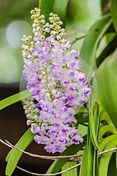 Beautiful bouquet of purple orchids