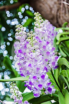 Beautiful bouquet of purple orchids