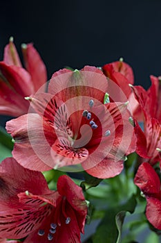 Beautiful bouquet of red flowers of alstroemeria close-up. Inca lily on a floral background. Flower card, soft focus
