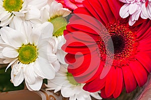 A beautiful bouquet of red gerberas and white chrysanthemum