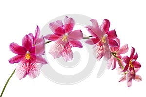 Beautiful bouquet of red orchid flowers. Bunch of luxury tropical red-yellow orchids - cambria - isolated on white background.