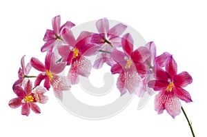 Beautiful bouquet of red orchid flowers. Bunch of luxury tropical red-yellow orchids - cambria - isolated on white background.