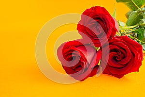 Beautiful bouquet of red roses lies on a orange background. Young red roses are very fragrant. Dutch flowers are popular