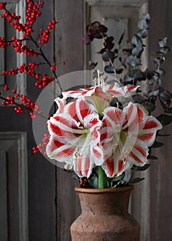 Beautiful bouquet with red, white Amaryllis flower, eucalyptus and red holly berry branches in a ceramic vase.