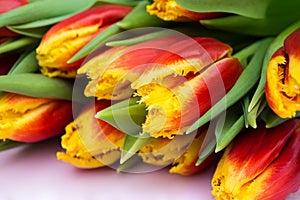 Beautiful bouquet of red and yellow tulips on pink wooden background. Close up