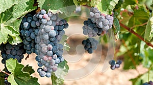 Beautiful bouquet of ripe blue wine grapes in sunny day