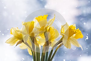 Beautiful bouquet of spring yellow narcisus flowers in a glass vase.