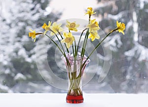 Beautiful bouquet of spring yellow narcisus flowers in a glass vase.