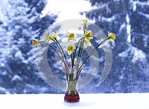 Beautiful bouquet of spring yellow narcisus flowers in a glass vase.