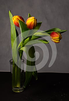 Beautiful bouquet of tulips of different colors in the drops