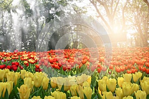 Beautiful bouquet of tulips in the flower garden, to appreciate nature.