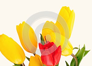 Beautiful bouquet of tulips on a white background