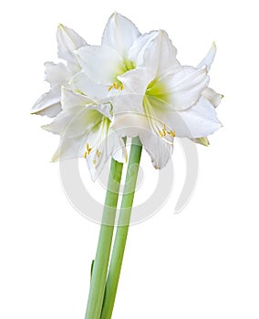 Beautiful bouquet of white Amaryllis Amaryllidaceae, Hippeastrum with bud isolated on white background, including clipping path