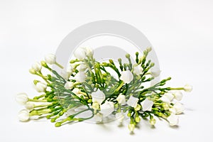 Beautiful bouquet of white budding Gardenia jasminoides flower.