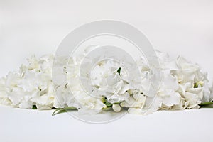 Beautiful bouquet of white Gardenia jasminoides flower.