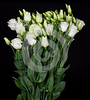 Beautiful bouquet of white lisianthus flowers on a black background