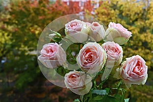 beautiful bouquet of white roses with delicate pink hue against background of autumn yellow foliage. Late love. Selective focus.